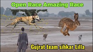 Dog vs Rabbit Race 202324 Greyhounds vs Hare  Hare Coursing  Hunting Dogs  High Speed Dog Runing [upl. by Suqram183]