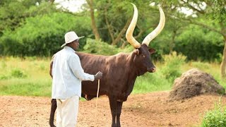 MEET PRESIDENT MUSEVENIS BEST FRIEND  ANKOLE LONG HORNED CATTLE [upl. by Azaleah485]