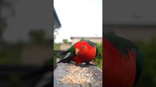 Most Wonderful Wild Birds  Breathtaking Nature  Wonderful Bird Songs  Stress Relief amp Healing [upl. by Aamsa195]