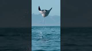 Manta ray jumping out of the water [upl. by Ridinger]