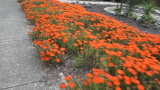 Vivid Orange Flowers In Spring [upl. by Currier]