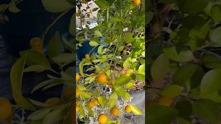 Pretty Calamondin my simple happiness 😁 calamondin ytshorts shortfeed satisfying happiness [upl. by Murry]