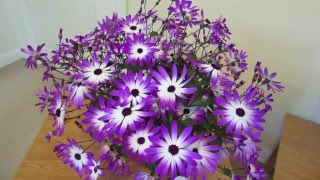 Senetti Care [upl. by Siclari]