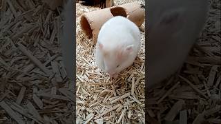 Lhamster fait du stocke ❤️🐹animals cute lovely nature [upl. by Eiliah]