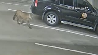 Mountain lion seen prowling city streets in Oceanside California [upl. by Massie172]