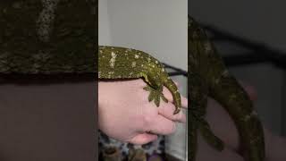 Leachianus Giant Gecko 220 grams reptiles geckobreeder petreptile [upl. by Karole943]