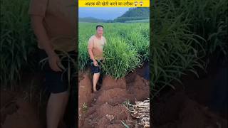 अदरक की खेती करने का तरीका  method of cultivating ginger shortvideo Ginger viralshorts [upl. by Notlim]