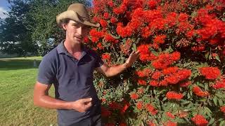 CORYMBIA FICIFOLIA quotRED FLOWERING GUMquot [upl. by Nalehp]