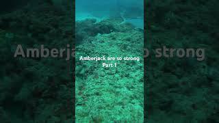 Amberjack are powerful fish Part 1 neverenoughdiving fishing spearfishing florida amberjack [upl. by Lladnarc]