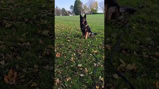 Mind games brilliant  germanshepherddog dogslife gsd [upl. by Benjy]