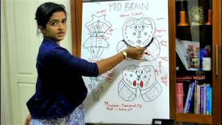 NEUROANATOMYTHE BRAINSTEMPART 3 THE MIDBRAINDR ROSE JOSE MD [upl. by Kerwin]