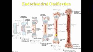 Endochondral ossification [upl. by Seraphim157]