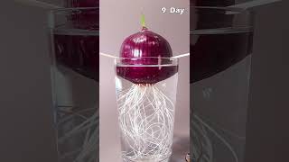 Red onion time lapse onion diy flowers plants timelapse shorts video [upl. by Uolymme799]