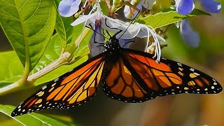 Monarch Danaus plexippus Timucuan Ecological and Historical Preserv [upl. by Melquist]