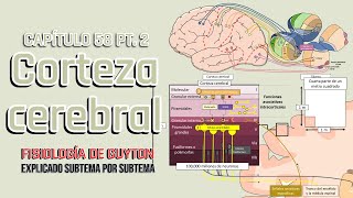 CAP 58 15 Corteza cerebral y áreas de asociación [upl. by Akinat791]