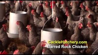 Barred Rock Chicken Breed Breeder Flock  Cackle Hatchery [upl. by Eentroc]