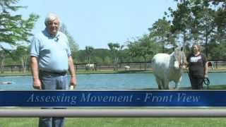 Gypsy Horse Conformation Part 6 Movement of the Horse [upl. by Cowles752]