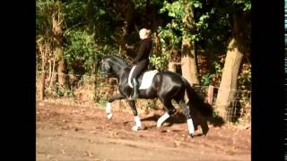 Hannoveraner Hengst Bond 3j v Belstaff  Londonderry Dream of Glory [upl. by Nyad]