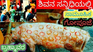 ಬ್ರಹ್ಮಾವರ ಶಿವನ ಸನ್ನಿಧಿಯಲ್ಲಿ ಸಾಮೂಹಿಕ ಗೋಪೂಜೆ youtube hindufestival travel gopuja love [upl. by Ydissak]