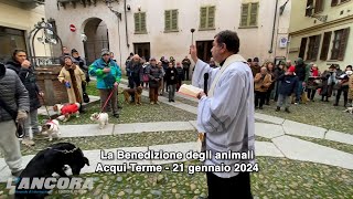 Acqui Terme  La benedizione degli animali 2024 [upl. by Anitnoc221]