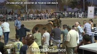 CONCURSO DE ARRASTRE DE PIEBRAS CON MULOS 1ª PARTE  210924 [upl. by Ssidnak453]