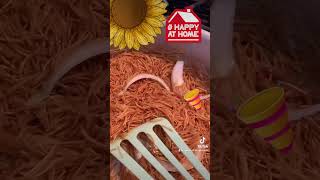 FIDEO Mexican mexicanfood pastarecipe yummy fideo fideos easyrecipe delicioussidedish [upl. by Latt]