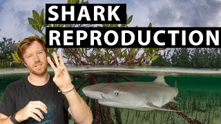 HOW DO SHARKS REPRODUCE in under 8 minutes LEARN THE THREE WAYS sharks reproduce and give birth [upl. by Anailuj]