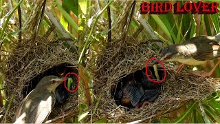 A Fascinating look at small bird feeding her babies in the nest [upl. by Stalder458]