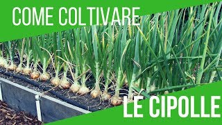 COLTIVARE CIPOLLE  SEMINA 6 VARIETÀ DIFFERENTI  ORTO E GIARDINAGGIO [upl. by Nessej]