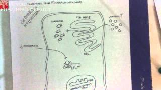 MINERALOCORTICOIDES 46 Receptores de Mineralocorticoides [upl. by Medlin]