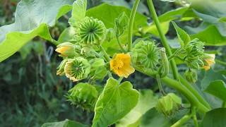 Abutilon theophrasti velvetleaf velvetweed Chinese jute [upl. by Anomis324]