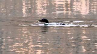 Common Loon Divingm4v [upl. by Einimod58]