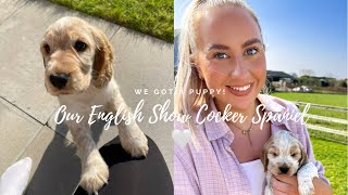 OUR ENGLISH SHOW COCKER SPANIEL PUPPY  First few weeks with our puppy vlog 🐶 [upl. by Coad817]