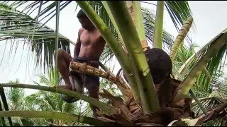 Coconut Production in Sri Lanka 2005 [upl. by Oly]