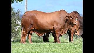 Vale View Fresco 2  Lot 269 February All Breeds Bull amp Female Sale [upl. by Tiff]