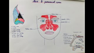 nose  paranasal sinuses  anatomy physiology structure [upl. by Nadeau]