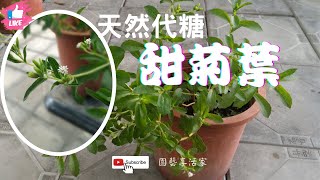 甜菊葉的功效與作用｜如何種植讓他生生不熄？ [upl. by Schreck]