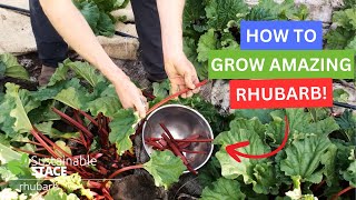 How to Grow AMAZING Rhubarb [upl. by Nolahp]