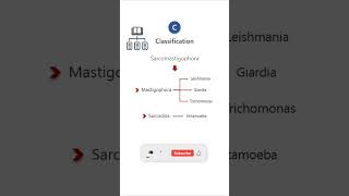 PROTOZOA  CLASSIFICATION parasitology biology microbiology science protozoa pathology neet [upl. by Sundberg]