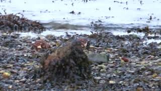 Turnstones [upl. by Helsie]