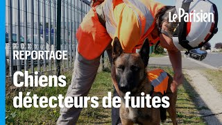 Avec leur truffe dexception ces chiens détectent les fuites deau [upl. by Idihsar995]