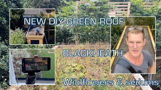 New DIY Green roof Blackheath  wildflowers and sedums [upl. by Achorn]