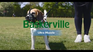 New Baskerville Ultra Muzzle How to Use and Fit [upl. by Ennaira]