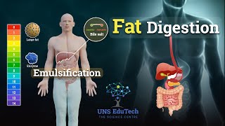 Fat Digestion and Emulsification  How Are Fats Lipids Digested [upl. by Anieral710]