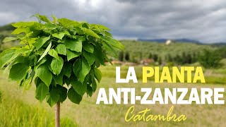 LA PIANTA ANTIZANZARE [upl. by Anerb480]