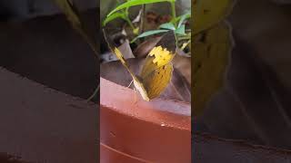 shortsfeedtrendingviralyoutubeshortsbutterflybeautyofnatureshortsyoutubeplantsnaturegarden [upl. by Einneb]