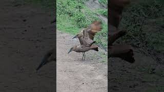 Hamerkop birds mating [upl. by Ydnarb]