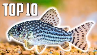 Top 10 Cory Catfish for Your Aquarium [upl. by Nosde]