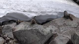 Mountain Moment Madness of Marmots [upl. by Britte]