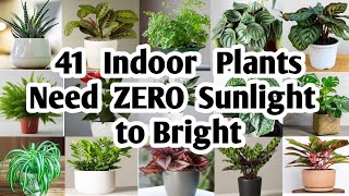 41 Indoor Plants need Zero sunlight to bright  Plant and Planting [upl. by Briggs]